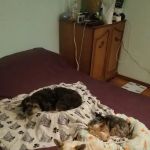 Fullerton Hills Pet Clinic