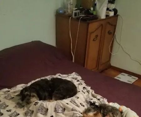 Fullerton Hills Pet Clinic
