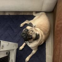 Airport Animal Hospital ico
