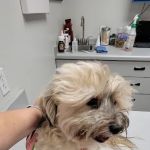 Sunnycrest Animal Care Center