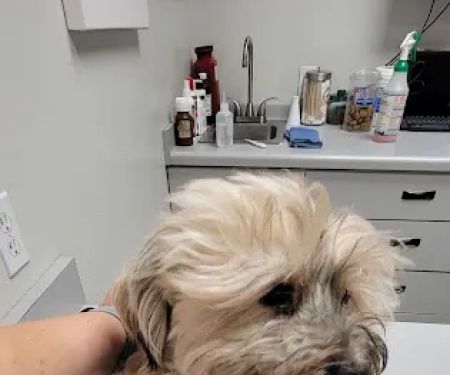 Sunnycrest Animal Care Center