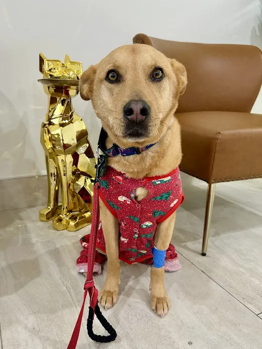 Oasis Pet Clinic Picture 5