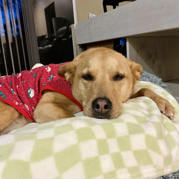 Oasis Pet Clinic Picture 6