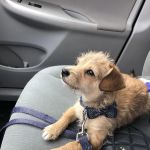 Noah's Ark Animal Hospital