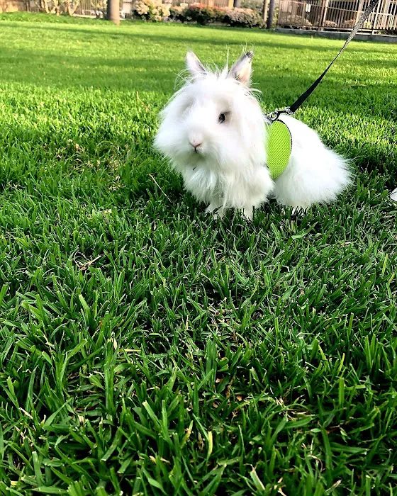 Noah's Ark Animal Hospital Picture 9