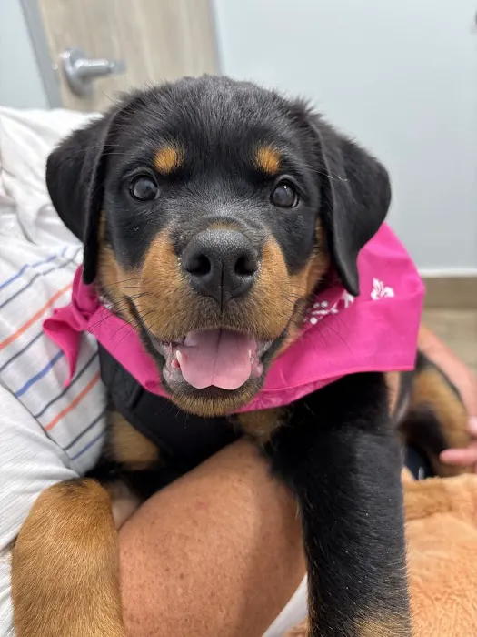 Aloha Veterinary Hospital Picture 7