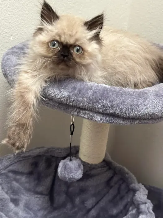 Pacific Paws Animal Hospital Picture 6