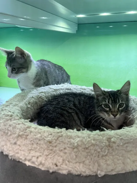 Pacific Paws Animal Hospital Picture 10