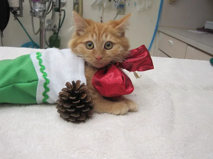 Brea Veterinary Hospital Picture 7