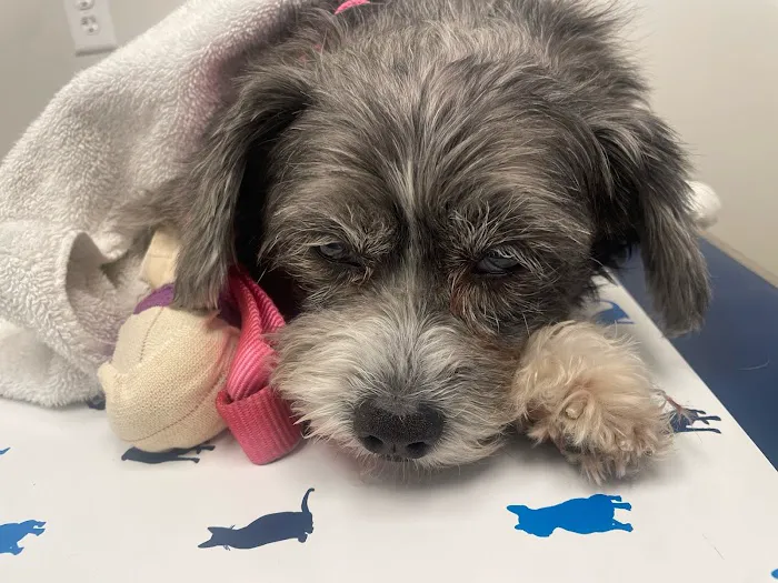 Brea Regional Animal Hospital Picture 10