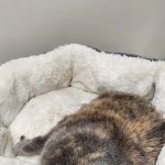 Yolinda Animal Hospital