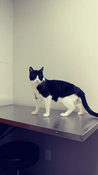 Yolinda Animal Hospital Picture 5