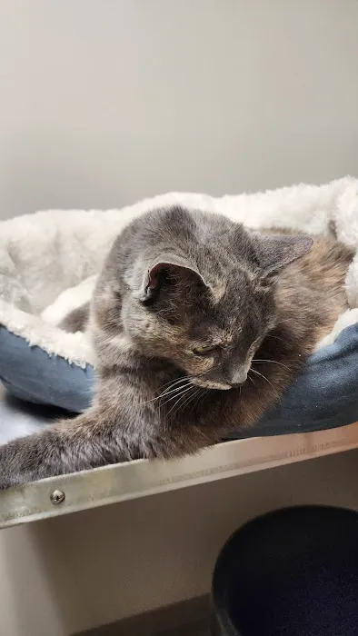 Yolinda Animal Hospital Picture 8