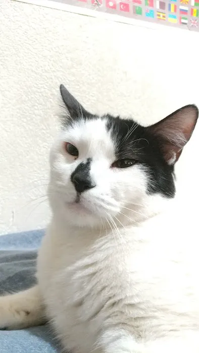 Yolinda Animal Hospital Picture 7