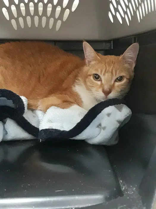 Yolinda Animal Hospital Picture 10