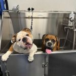 Imperial Highway Animal Clinic