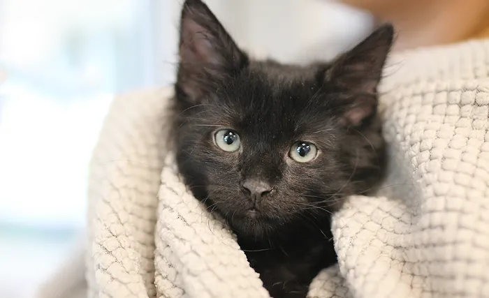 Fullerton Pet Clinic Picture 5