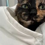 Fullerton Pet Clinic