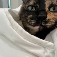 Fullerton Pet Clinic ico