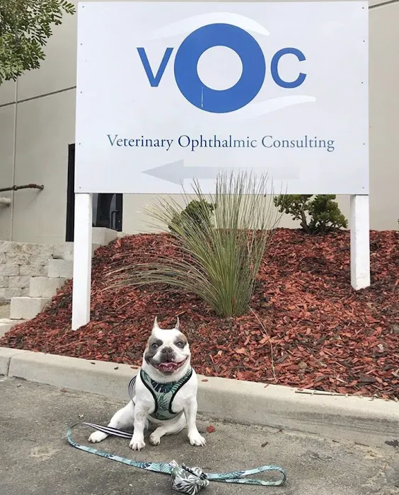 Veterinary Eye Institute Anaheim Picture 2