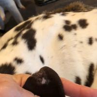 AM/PM Veterinary Hospital ico
