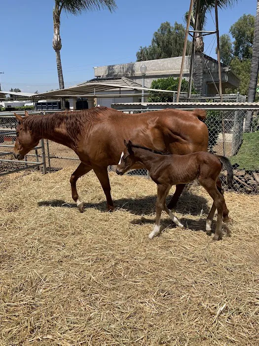 Equine Veterinary Associates, Inc. Picture 8