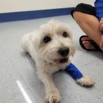 Paws N Claws Veterinary Hospital