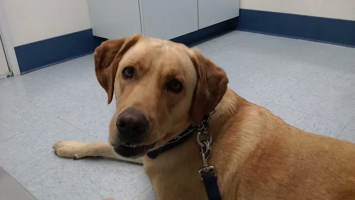 Paws N Claws Veterinary Hospital Picture 10