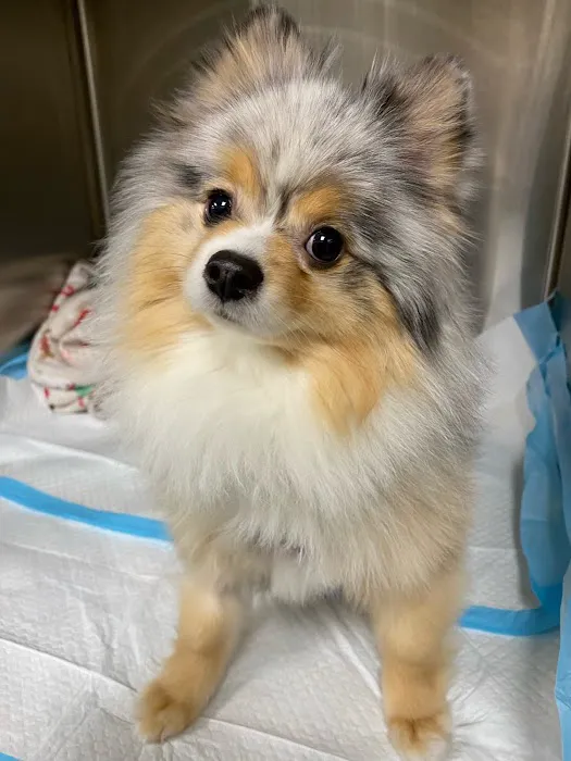 CASE Animal Hospital Picture 1
