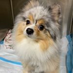CASE Animal Hospital