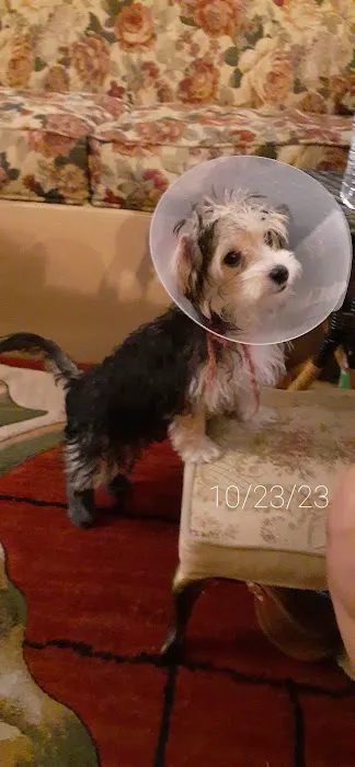 Affordable Animal Hospital Picture 5