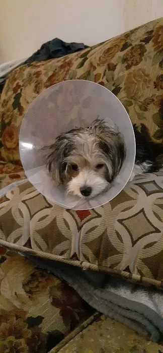Affordable Animal Hospital Picture 6
