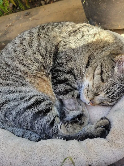 Cottage Pet Hospital Picture 1
