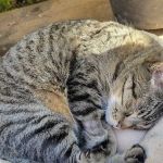 Cottage Pet Hospital