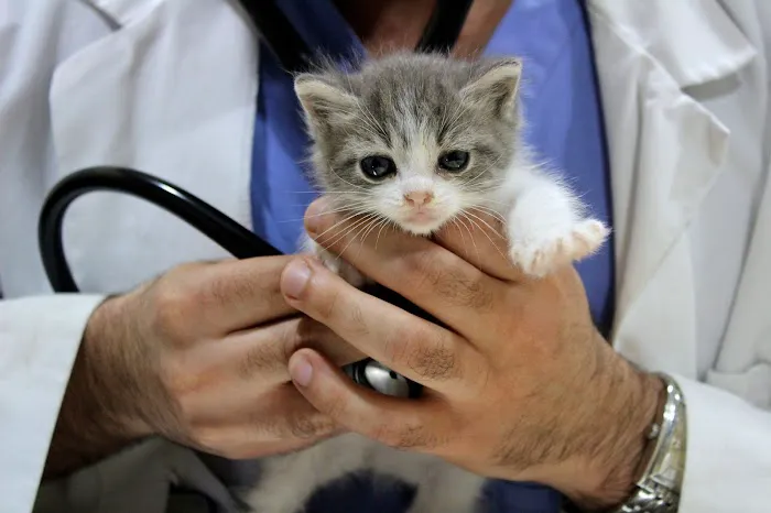 Cottage Pet Hospital Picture 3