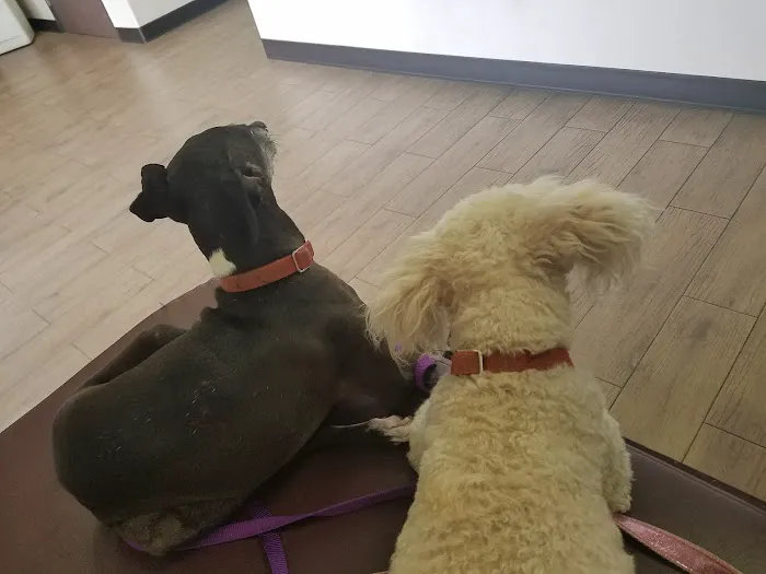 Riverdale Animal Hospital Picture 6
