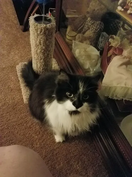 The Cat Care Clinic Picture 3