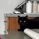 The Cat Care Clinic