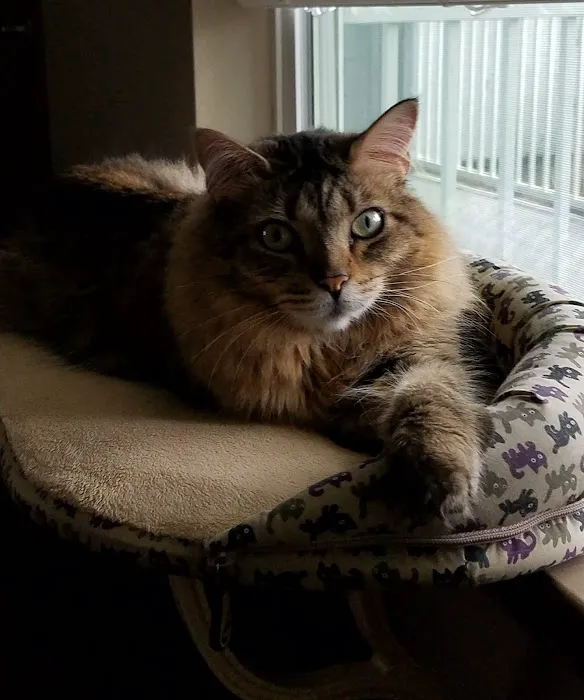 The Cat Care Clinic Picture 6