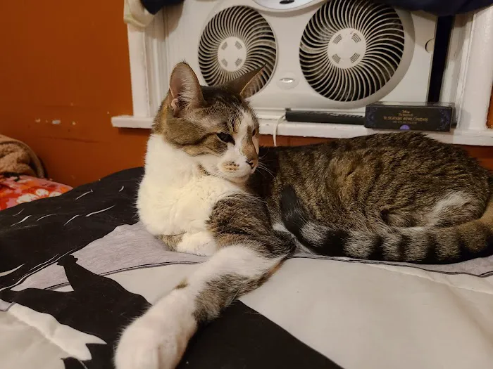 The Cat Care Clinic Picture 10