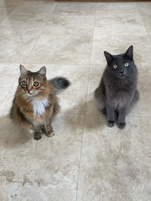The Cat Care Clinic Picture 5