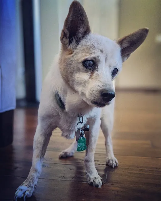 Banfield Pet Hospital Picture 10