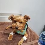 Anaheim Hills Pet Clinic