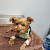 Anaheim Hills Pet Clinic ico