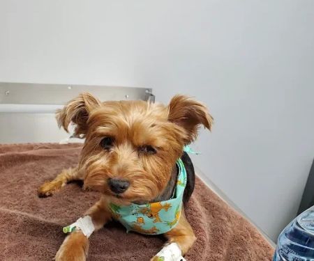 Anaheim Hills Pet Clinic