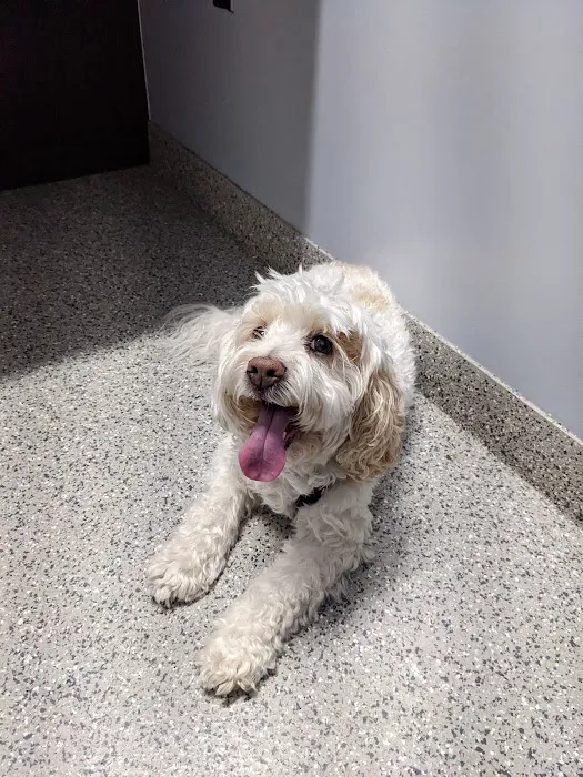 Anaheim Hills Pet Clinic Picture 4
