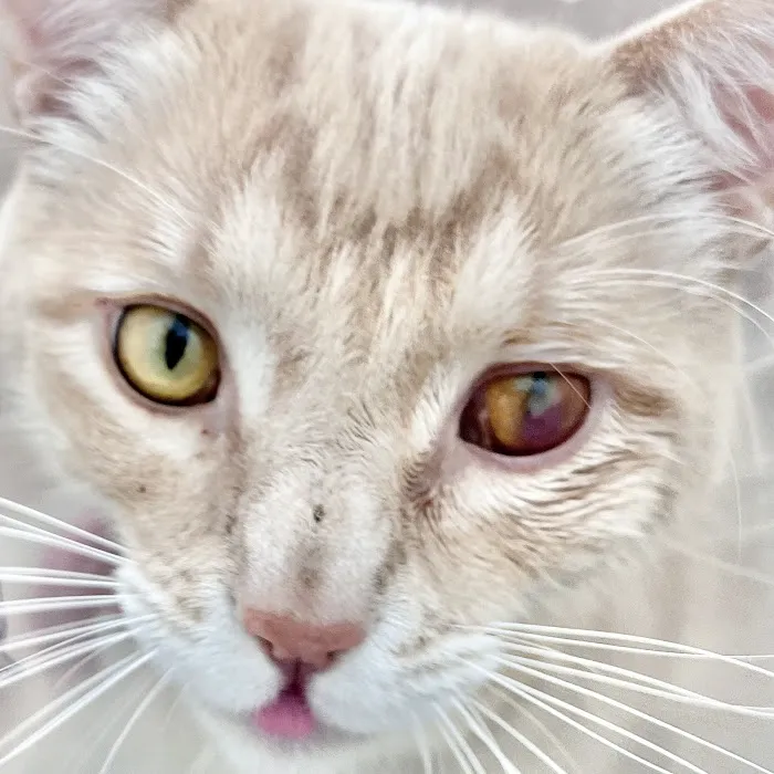 Yorba Linda Pet Care Center Picture 1