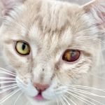 Yorba Linda Pet Care Center