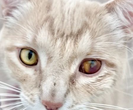 Yorba Linda Pet Care Center