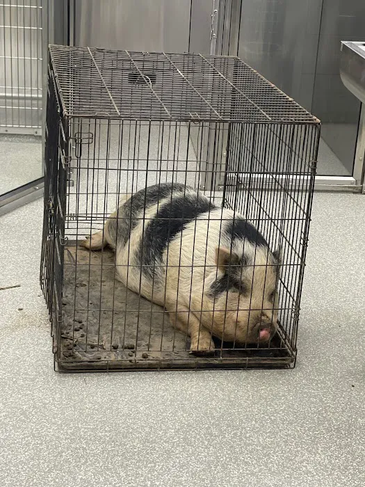 Yorba Linda Pet Care Center Picture 7